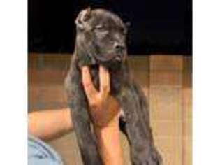 Cane Corso Puppy for sale in Santa Ana, CA, USA