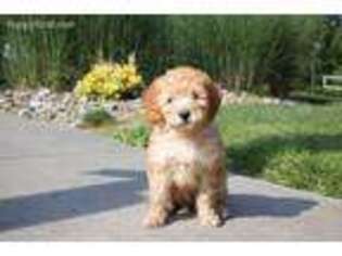 Labradoodle Puppy for sale in Lancaster, PA, USA