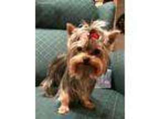 Yorkshire Terrier Puppy for sale in Murfreesboro, TN, USA