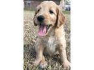 Goldendoodle Puppy for sale in Lake Charles, LA, USA