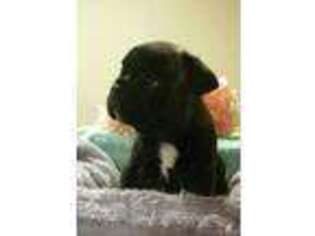 French Bulldog Puppy for sale in Elizabeth, IN, USA