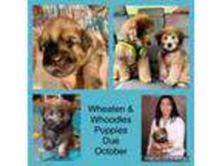 Soft Coated Wheaten Terrier Puppy for sale in Port Charlotte, FL, USA