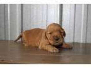 Golden Retriever Puppy for sale in Dundee, OH, USA