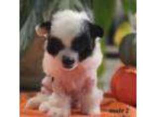Chinese Crested Puppy for sale in Dunn, NC, USA