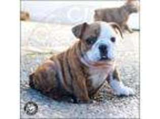 Bulldog Puppy for sale in SAN FRANCISCO, CA, USA