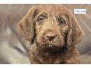 Labradoodle Puppy for sale in Des Moines, IA, USA