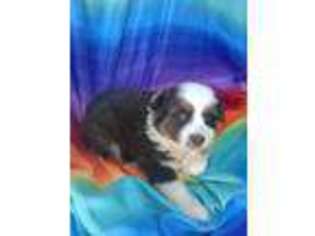 Australian Shepherd Puppy for sale in Burlington, NC, USA