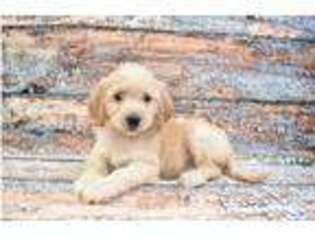 Goldendoodle Puppy for sale in Midland, TX, USA