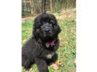 Newfoundland Puppy for sale in Hiram, ME, USA