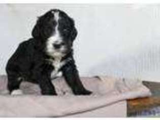 Mutt Puppy for sale in Lowry City, MO, USA