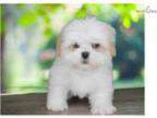 Lhasa Apso Puppy for sale in Saint George, UT, USA