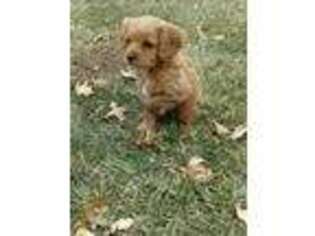 Cavapoo Puppy for sale in Bloomfield, IA, USA