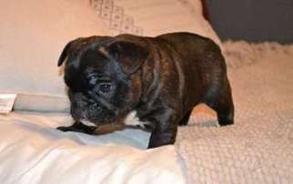 French Bulldog Puppy for sale in Rock Hill, SC, USA