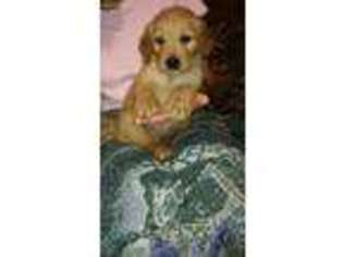 Golden Retriever Puppy for sale in Como, TX, USA