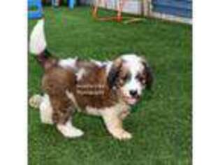 Medium Photo #1 Saint Berdoodle Puppy For Sale in Ligonier, IN, USA