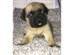 Medium Photo #1 Mastiff Puppy For Sale in Knoxville, IA, USA