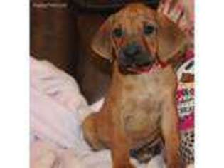 Rhodesian Ridgeback Puppy for sale in Montgomery, TX, USA