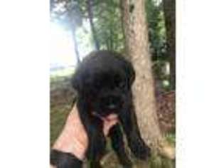 Mastiff Puppy for sale in Ronda, NC, USA