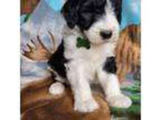 Mutt Puppy for sale in Nevada, IA, USA