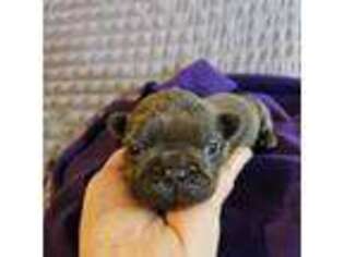 French Bulldog Puppy for sale in Keota, OK, USA