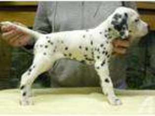 Dalmatian Puppy for sale in UNADILLA, NY, USA