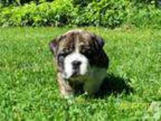 Bulldog Puppy for sale in WEBSTER, NY, USA