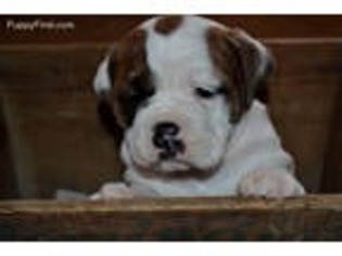 Olde English Bulldogge Puppy for sale in Seneca, MO, USA