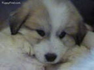 Great Pyrenees Puppy for sale in Oroville, WA, USA