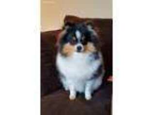 Pomeranian Puppy for sale in North Lawrence, OH, USA