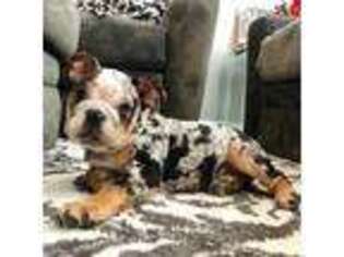 Bulldog Puppy for sale in Florence, AL, USA