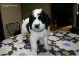 Saint Berdoodle Puppy for sale in Indianapolis, IN, USA