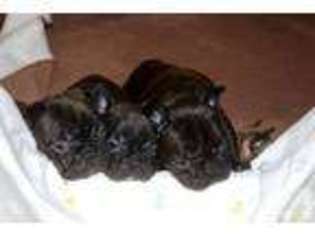 French Bulldog Puppy for sale in EAST DUBUQUE, IL, USA