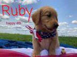 Golden Retriever Puppy for sale in Rosebush, MI, USA