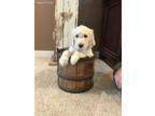 Goldendoodle Puppy for sale in Lebo, KS, USA