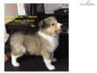 Collie Puppy for sale in Little Rock, AR, USA