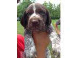 German Shorthaired Pointer Puppy for sale in Bedford, IN, USA