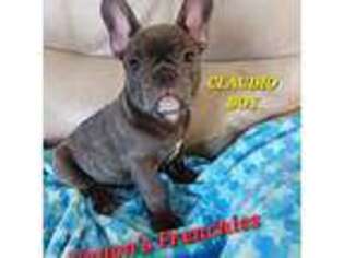 French Bulldog Puppy for sale in Hudson, FL, USA