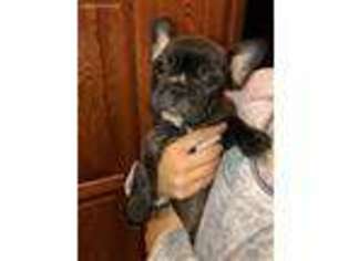 French Bulldog Puppy for sale in Lublin, WI, USA