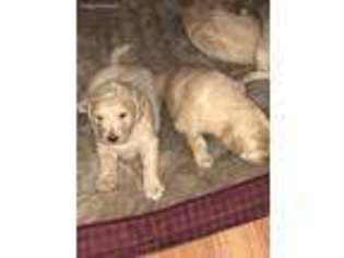 Goldendoodle Puppy for sale in Leitchfield, KY, USA