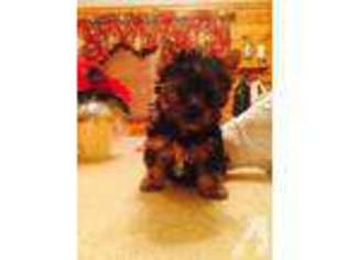 Yorkshire Terrier Puppy for sale in HINESVILLE, GA, USA