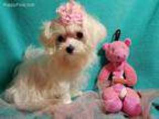 Maltese Puppy for sale in Ocala, FL, USA