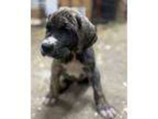 Great Dane Puppy for sale in Rome, PA, USA