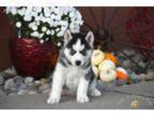 Siberian Husky Puppy for sale in Winston Salem, NC, USA