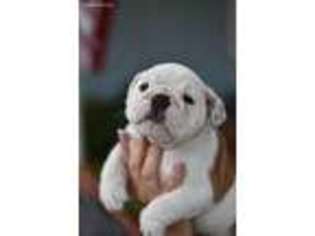 Bulldog Puppy for sale in Modesto, CA, USA