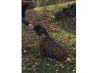Olde English Bulldogge Puppy for sale in Dalton, OH, USA