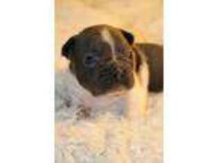 French Bulldog Puppy for sale in Goodman, MO, USA