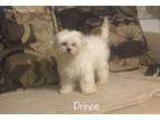 Mal-Shi Puppy for sale in Deridder, LA, USA