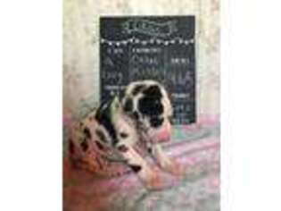 Great Dane Puppy for sale in Weidman, MI, USA