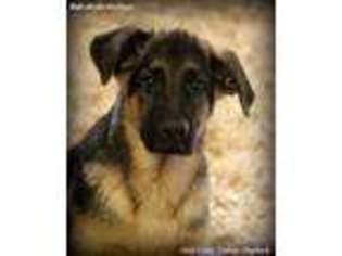 German Shepherd Dog Puppy for sale in Sun City, CA, USA