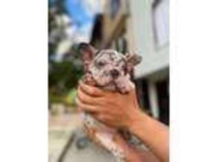 French Bulldog Puppy for sale in Huntington Station, NY, USA